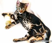 Bengal Kitten marbled